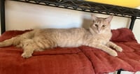 Milo - Photo 4
