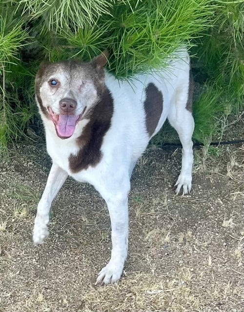 COWBOY - Cattle Dog available for adoption