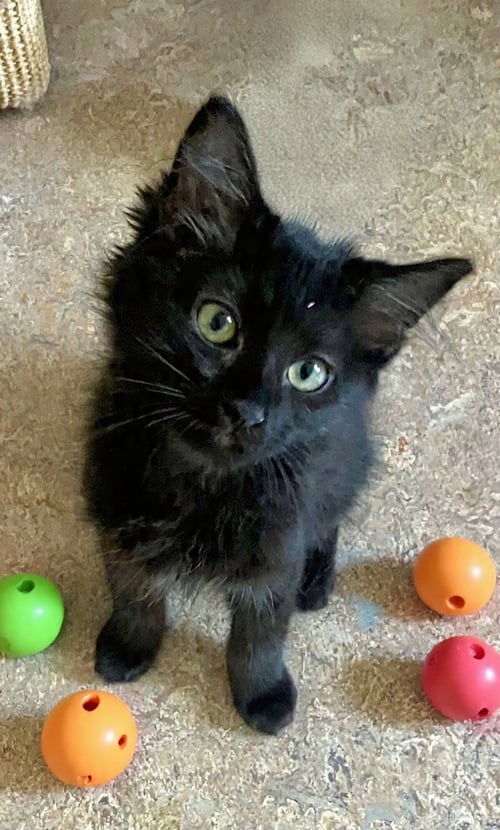 KENYA - Domestic Medium Hair available for adoption