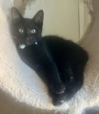 Rambo - Photo 4