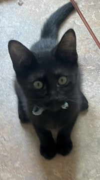 Rambo - Photo 2