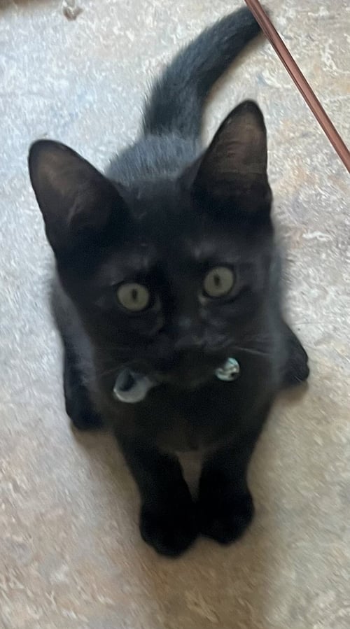 RAMBO - Domestic Short Hair available for adoption