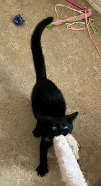 Rambo - Photo 3