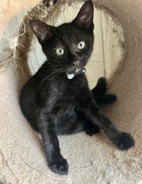 Rambo - Photo 1