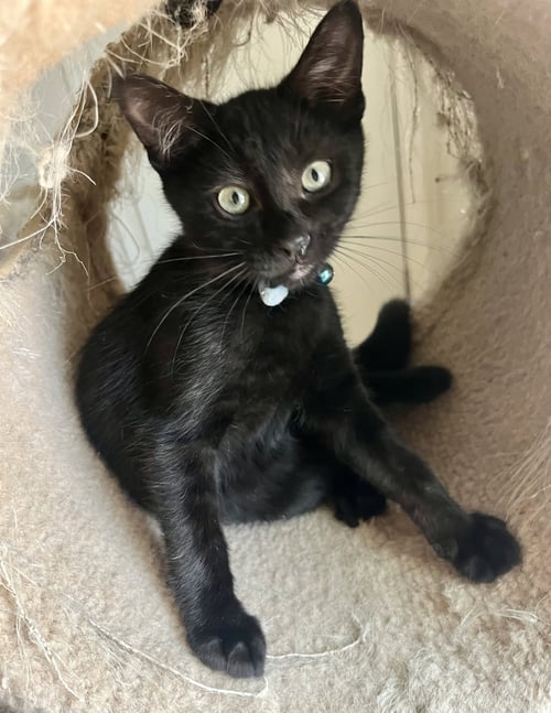 RAMBO - Domestic Short Hair available for adoption