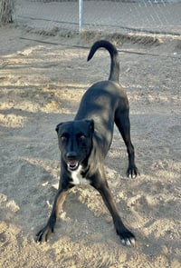 Rocky - Photo 2