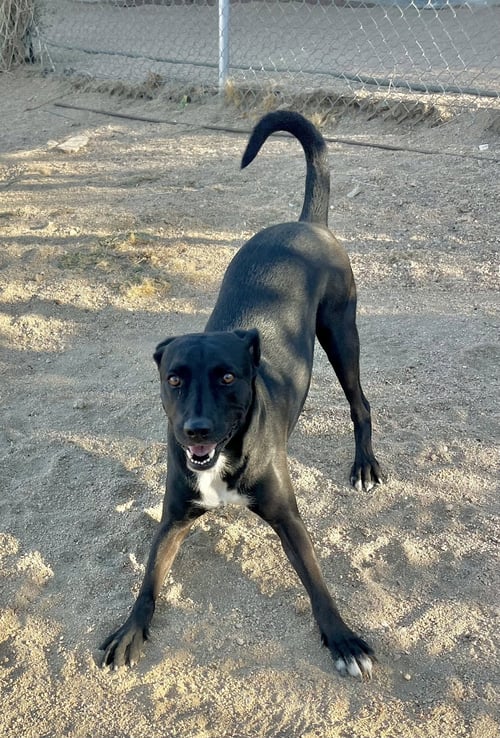 ROCKY - Labrador Retriever available for adoption