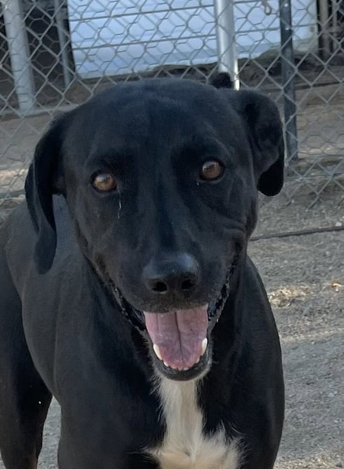 ROCKY - Labrador Retriever available for adoption