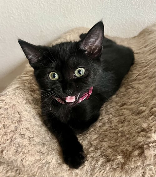 LOLA - Domestic Short Hair available for adoption