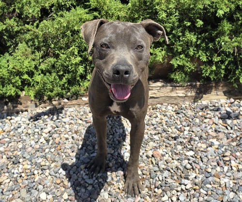 MAGNIFICENT MR MURRANO = ROCK STAR ! - American Staffordshire Terrier available for adoption
