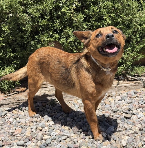 TANTALIZING LIL MS TIZZIE ~ CORGI COMEDIAN ! - Corgi available for adoption