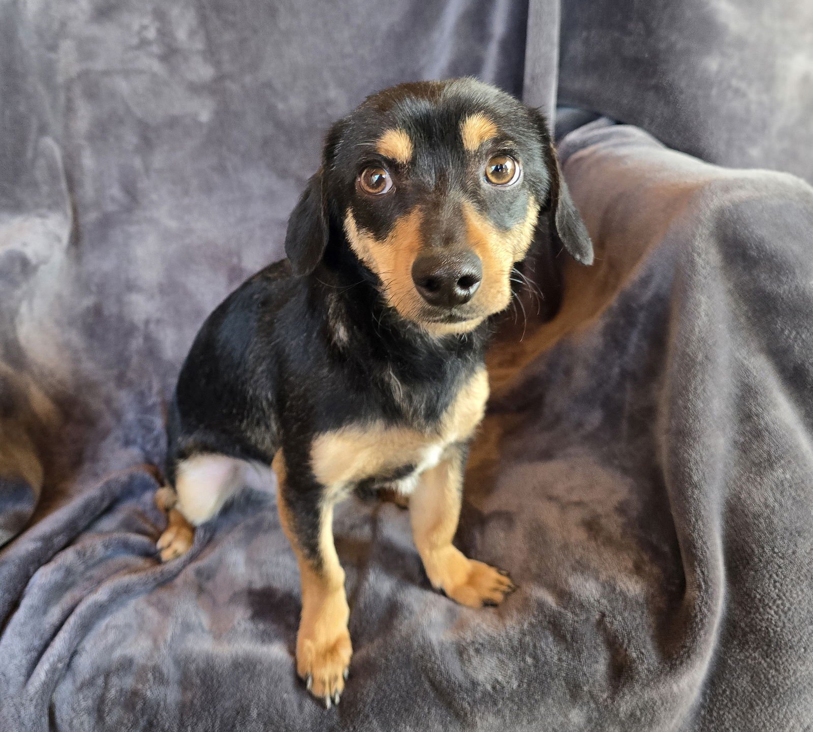 ADORABLE MARTY ~ CHILL CHIWEENIE ! - Dachshund / Chihuahua for adoption in Albuquerque