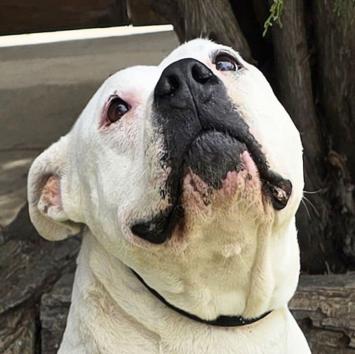 HEAVENLY MS HELENA ~ LOVELY AMERICAN BULLY ! - Bulldog / American Staffordshire Terrier for adoption in Albuquerque