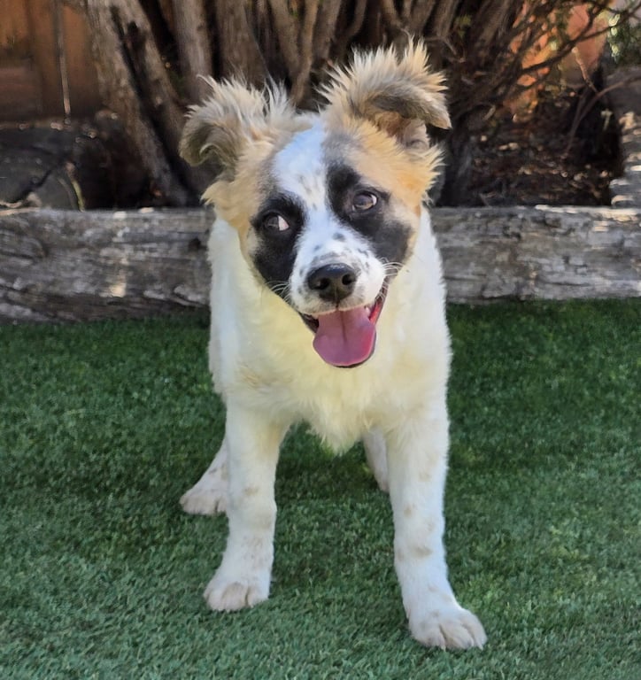 Marvelous Lil Mr Mallow ~  SMART Pup Image
