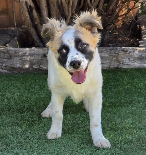 MARVELOUS LIL MR MALLOW ~  SMART PUP - Australian Shepherd available for adoption