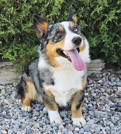PERSONALITY PLUS PLUTO ~ EXCEPTIONAL ! - Cardigan Welsh Corgi available for adoption