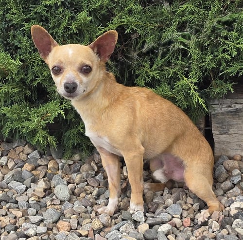 JOVIAL LIL MR JEAN-LUC ~ CHARMING CHILL CHIHUAHUA - Chihuahua for adoption in Albuquerque