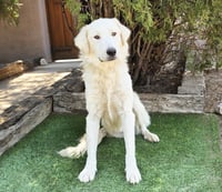 Serene Mr Shaggy Pyr = Perfection ! - Photo 2