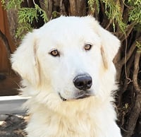 Serene Mr Shaggy Pyr = Perfection ! - Photo 1