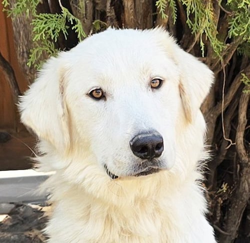 SERENE MR SHAGGY PYR = PERFECTION ! - Great Pyrenees for adoption in Albuquerque