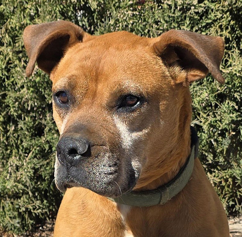 ALLURING MS ARTESIA ~ BRILLIANT BOXERBULL ! - Boxer / American Staffordshire Terrier for adoption in Albuquerque