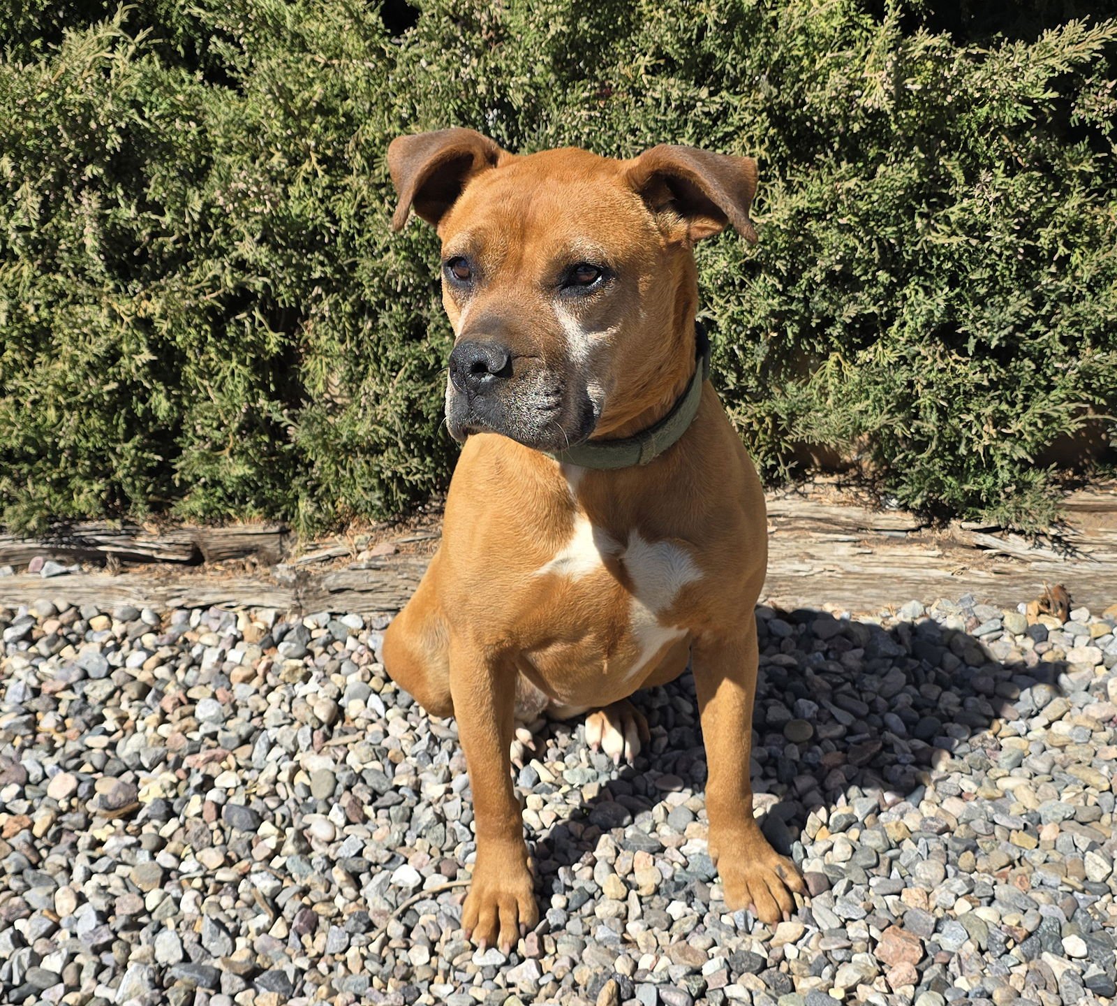 Alluring Ms Artesia ~ Brilliant BoxerBull ! - Photo 2