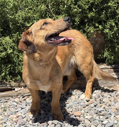 REALLY COOL RED ~ FUN DOWNHOME DORGI - Dachshund / Corgi available for adoption