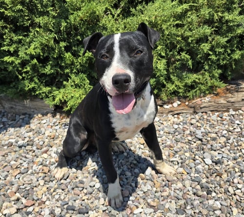 MAGNANIMOUS MR MULDOON = ROCK STAR ! - American Staffordshire Terrier available for adoption