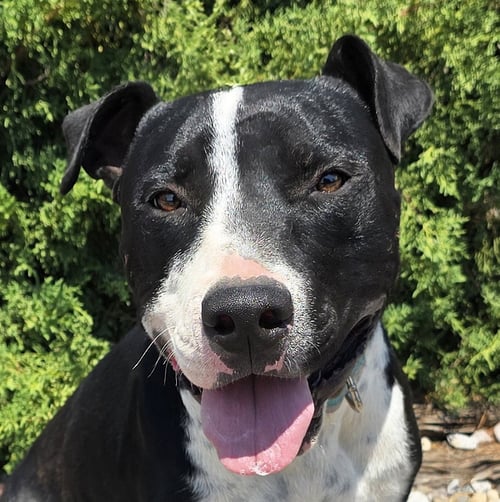 MAGNANIMOUS MR MULDOON = ROCK STAR ! - American Staffordshire Terrier for adoption in Albuquerque