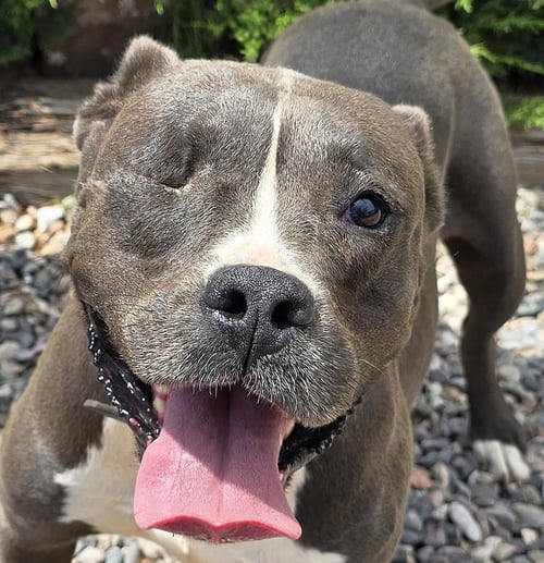 JAZZY MS JYN ~ GLORIOUS AMERICAN BULLY ! - Bulldog / American Staffordshire Terrier for adoption in Albuquerque
