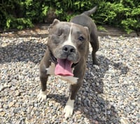Jazzy Ms Jyn ~ Glorious American Bully ! - Photo 2
