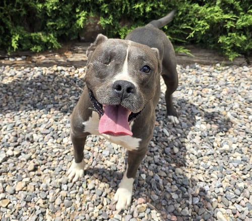 JAZZY MS JYN ~ GLORIOUS AMERICAN BULLY ! - Bulldog / American Staffordshire Terrier available for adoption