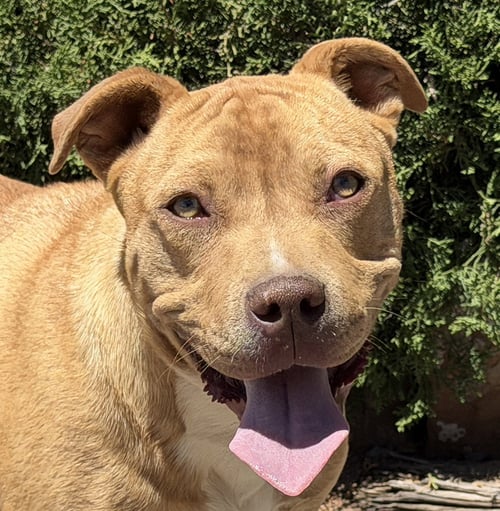 CHARISMATIC MR CLAUDIO ~ AMERICAN BULLY - American Staffordshire Terrier for adoption in Albuquerque