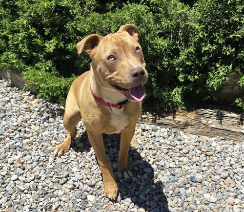 CHARISMATIC MR CLAUDIO ~ AMERICAN BULLY - American Staffordshire Terrier available for adoption