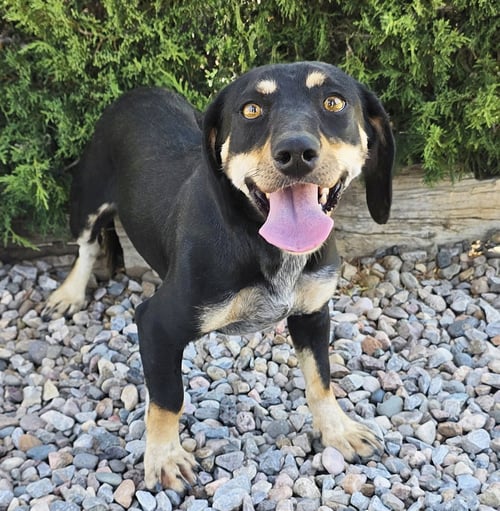 WICKED SWEET LIL MS WENNIE ~ DARLING DACHSHUND - Dachshund available for adoption