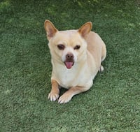 Noble Lil Mr Nelson ~ Charming ! - Photo 1