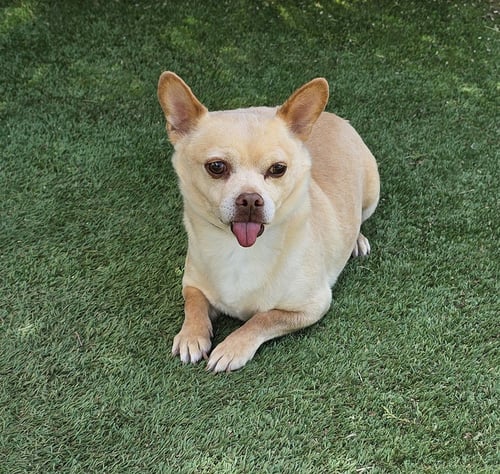 NOBLE LIL MR NELSON ~ CHARMING ! - Chihuahua for adoption in Albuquerque