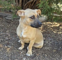 Magnetic Ms Millie ~ Charismatic Corgi ! - Photo 1