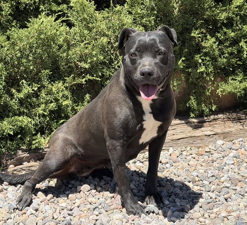 SENSATIONAL MS SHADE ~ SUBLIME ! - American Staffordshire Terrier available for adoption