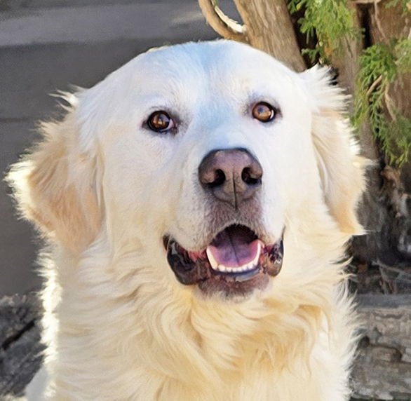 FABULOUS MR FRISCO ~ GOLDEN PYR PERFECTION ! - Great Pyrenees / Golden Retriever for adoption in Albuquerque