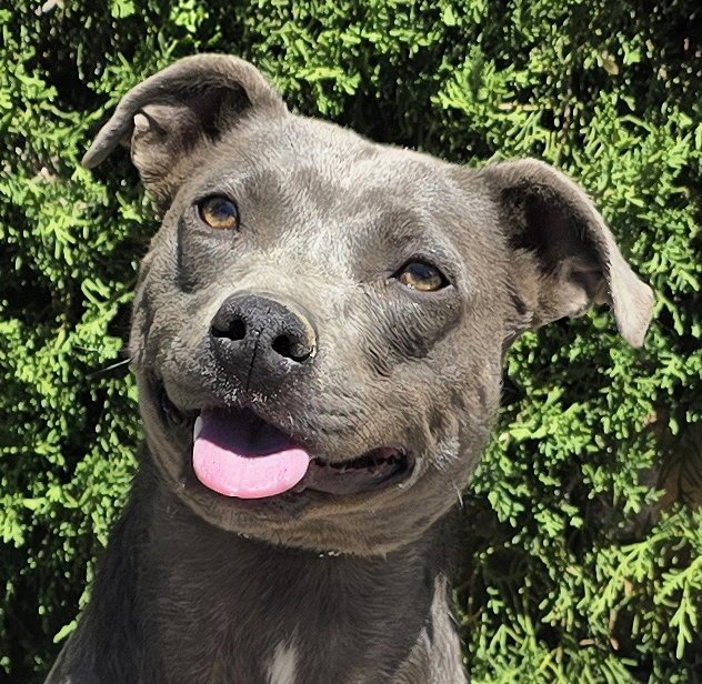 Affectionate Ms Azula ~ Glorious Pup ! Image