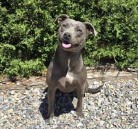Affectionate Ms Azula ~ Glorious Pup ! - Photo 2