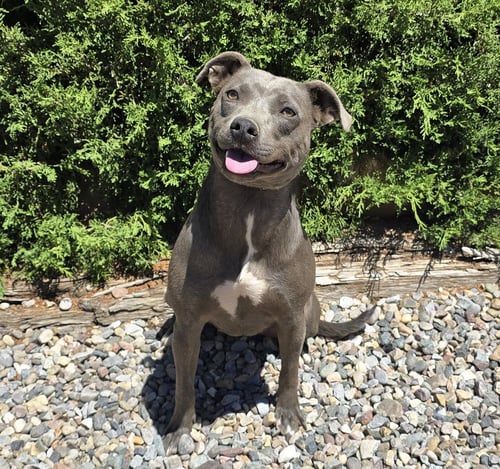AFFECTIONATE MS AZULA ~ GLORIOUS PUP ! - American Pit Bull Terrier available for adoption