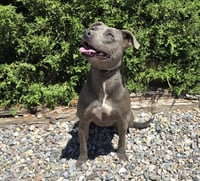 Affectionate Ms Azula ~ Glorious Pup ! - Photo 4