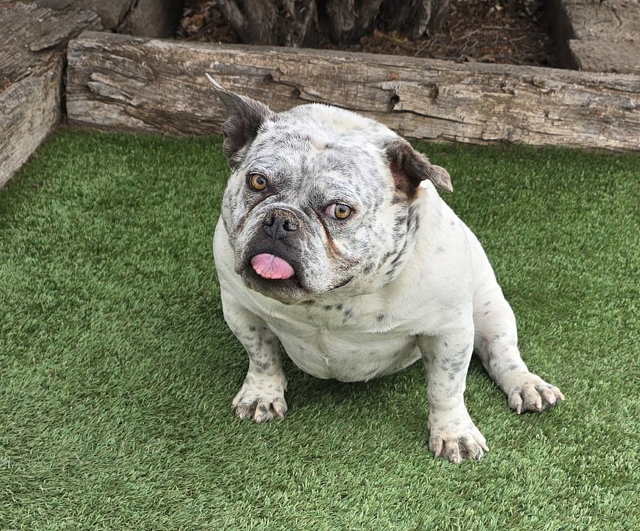 Absolutely Adorable Ms Artie ~ Amazing ! Image