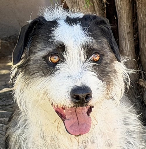 OUTSTANDING MR OLIVER TWIST ~ SWEET SCHNERRIER - Schnauzer / Terrier available for adoption