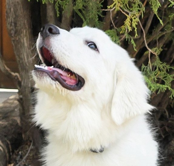 Stupendous "Lil" Mr Stuart ~ GREAT Pyr Image