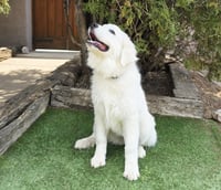 Stupendous "Lil" Mr Stuart ~ GREAT Pyr - Photo 2