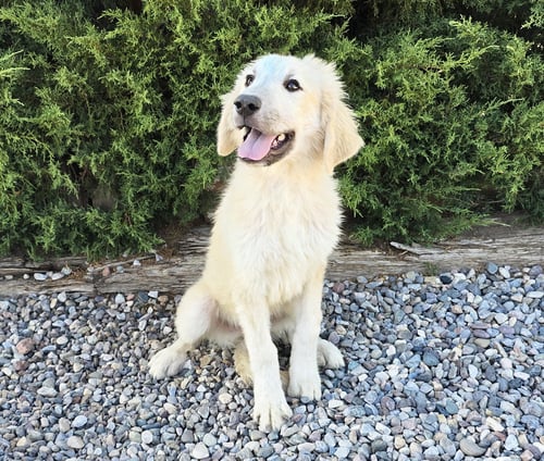 DAZZLING LIL MR DRAKO ~ GLORIOUS ! - Great Pyrenees available for adoption