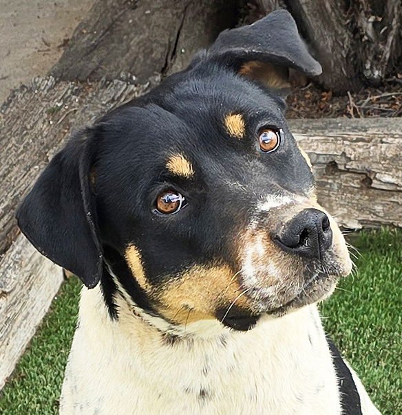 JAUNTY MS JAZLYN ~ BEST OF SHOW ! - American Staffordshire Terrier for adoption in Albuquerque